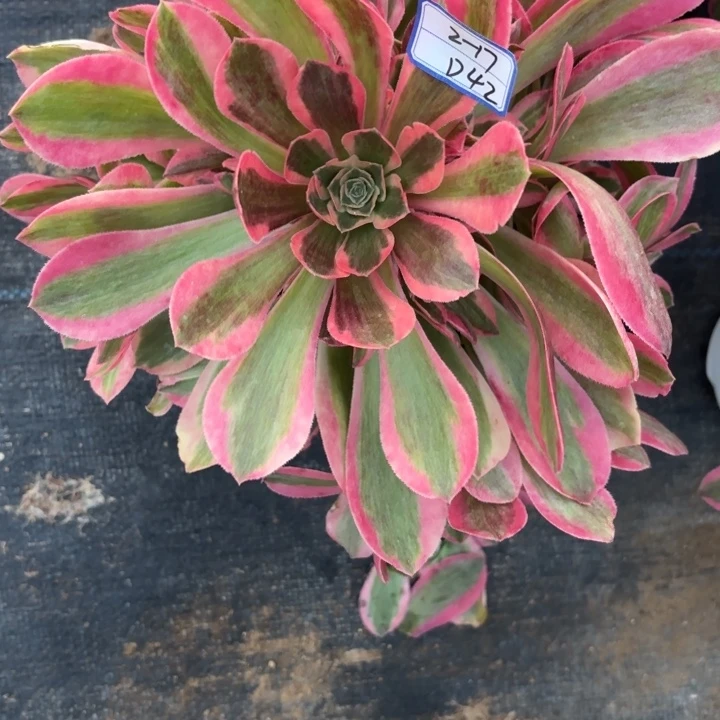 量拍一颗粉女郎多肉断枝不包42