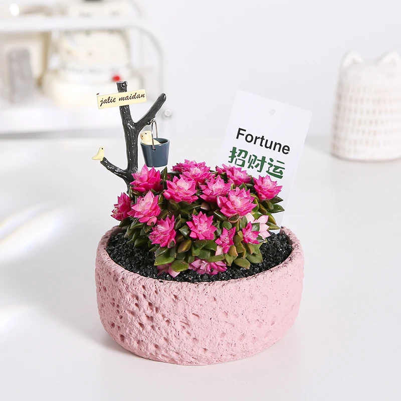 卡日松多肉植物吹雪之松锦盆栽花卉办公桌面绿植解压盆景好养耐看