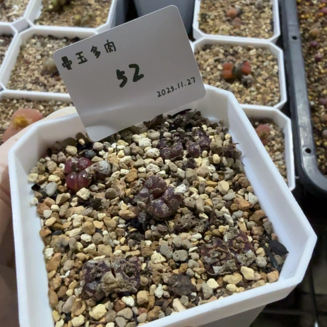 浮***盈多肉多肉多肉11.27-052