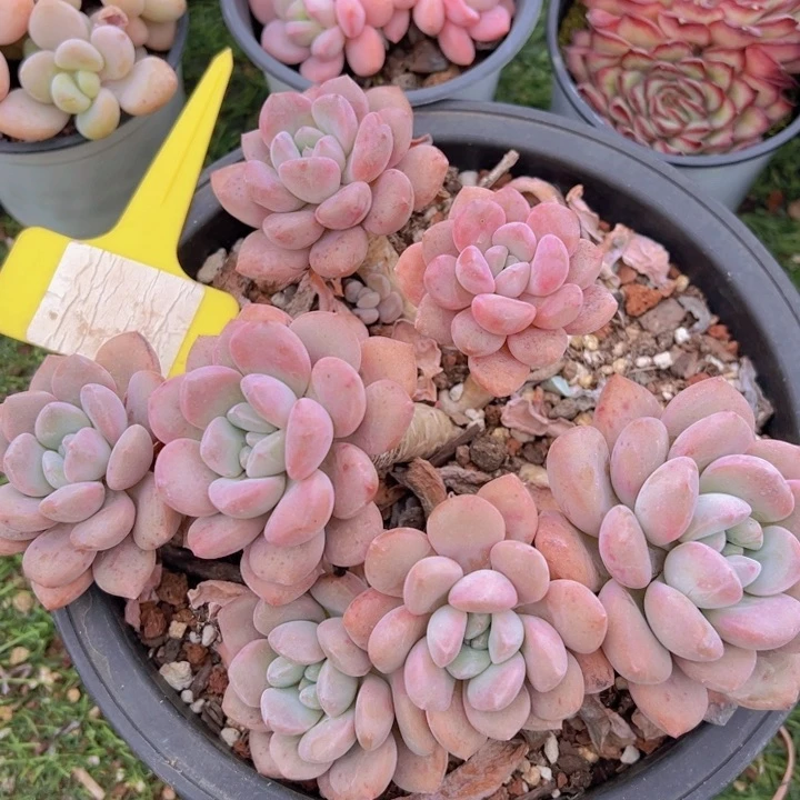 健健康康平平安安