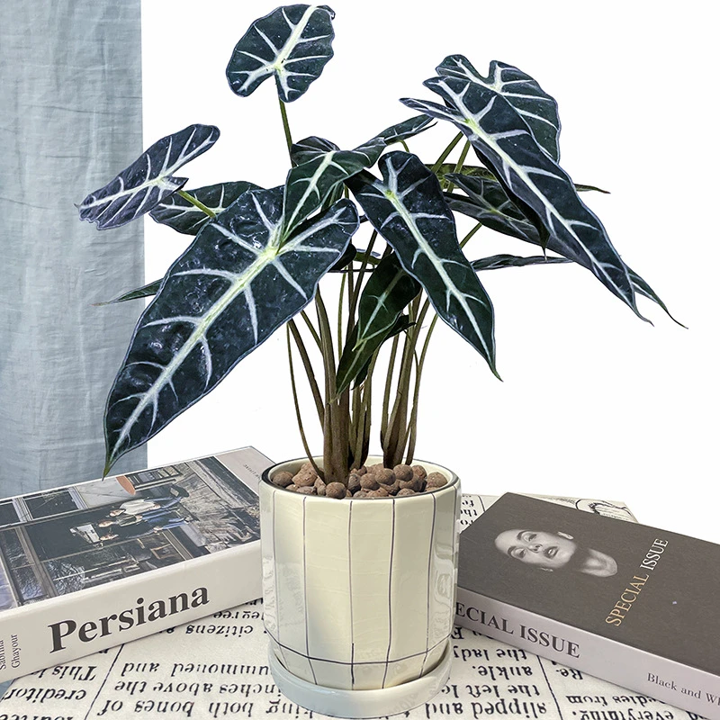 竹芋海芋黑叶观音莲花卉盆栽植物室内花桌面净化空气吸甲醛