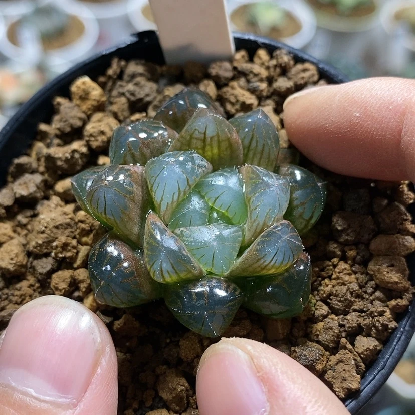 【闪购商品】145实生