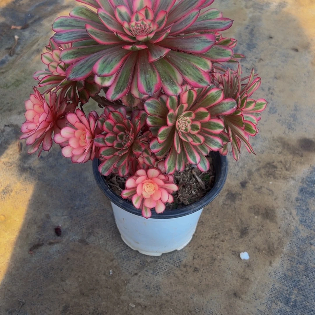 用***3法师多肉植物白月光302