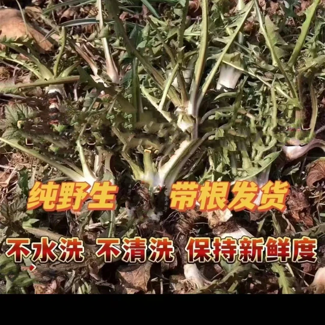 新鲜野生婆婆丁带根现挖现发东北山野菜蒲公英