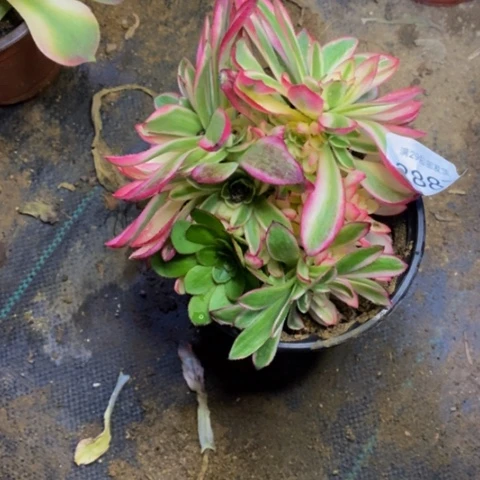 倾城多肉植物2887