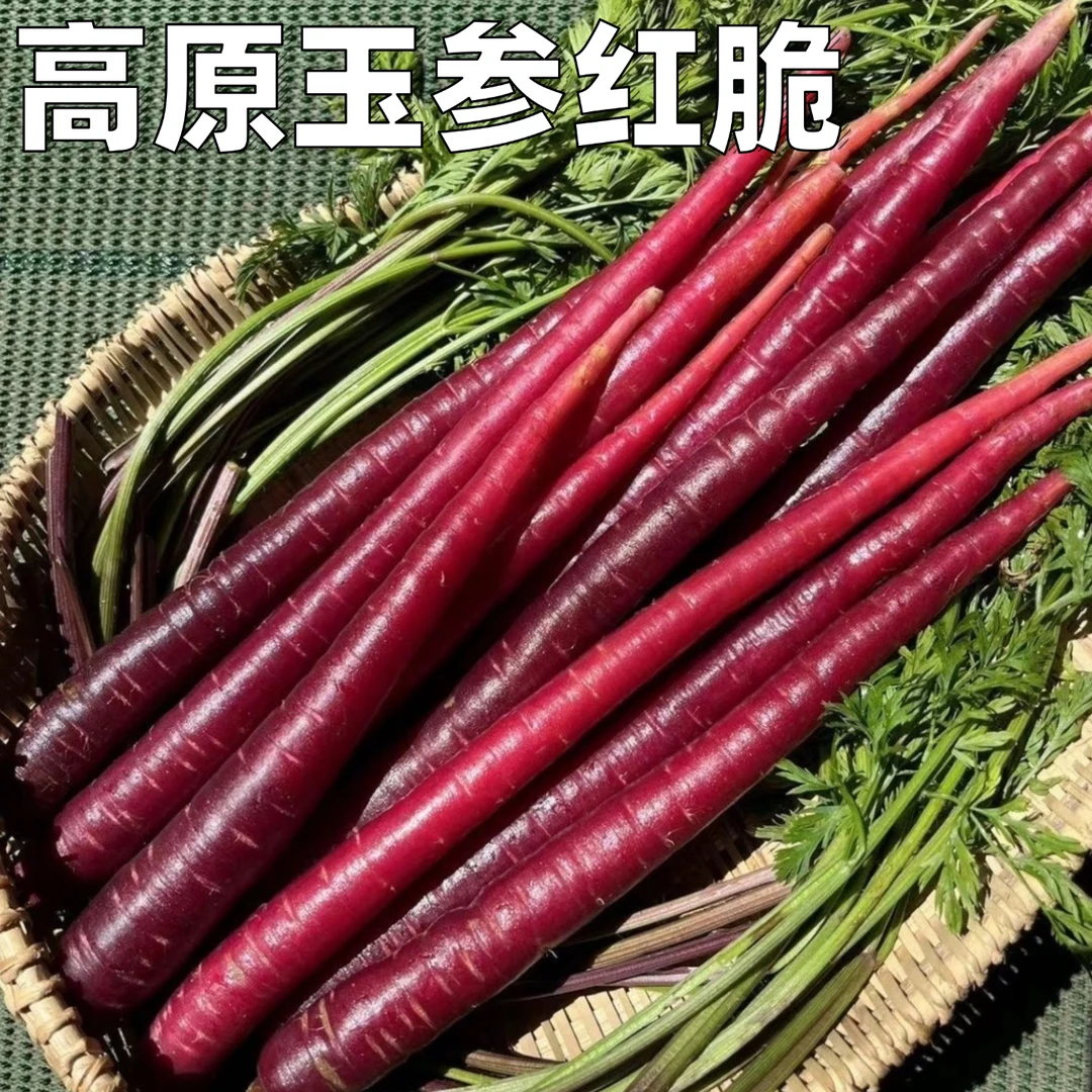 高原玉参红脆水果胡萝卜生吃炒菜两相宜