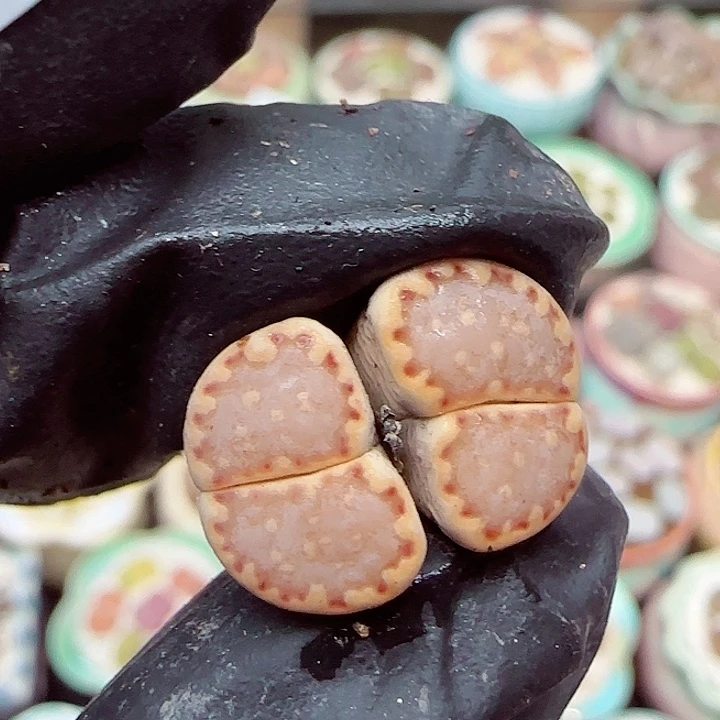 生石花满18包邮1220-95