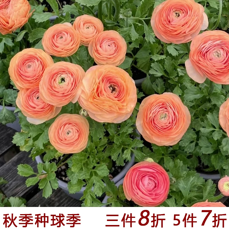 花自开蝴蝶花毛茛 花毛茛洋牡丹种球多年生球根花卉阳台花量大