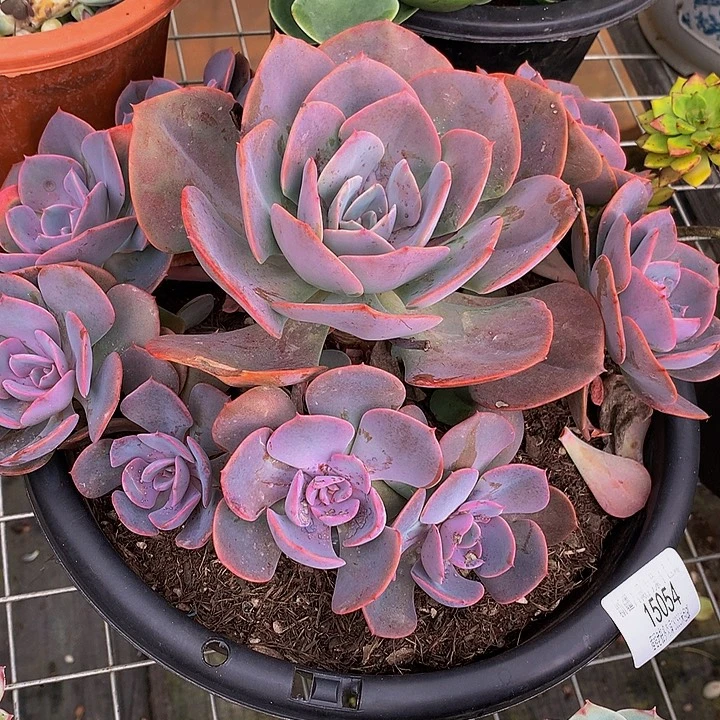 太***妃尘埃玫瑰15054多肉多肉