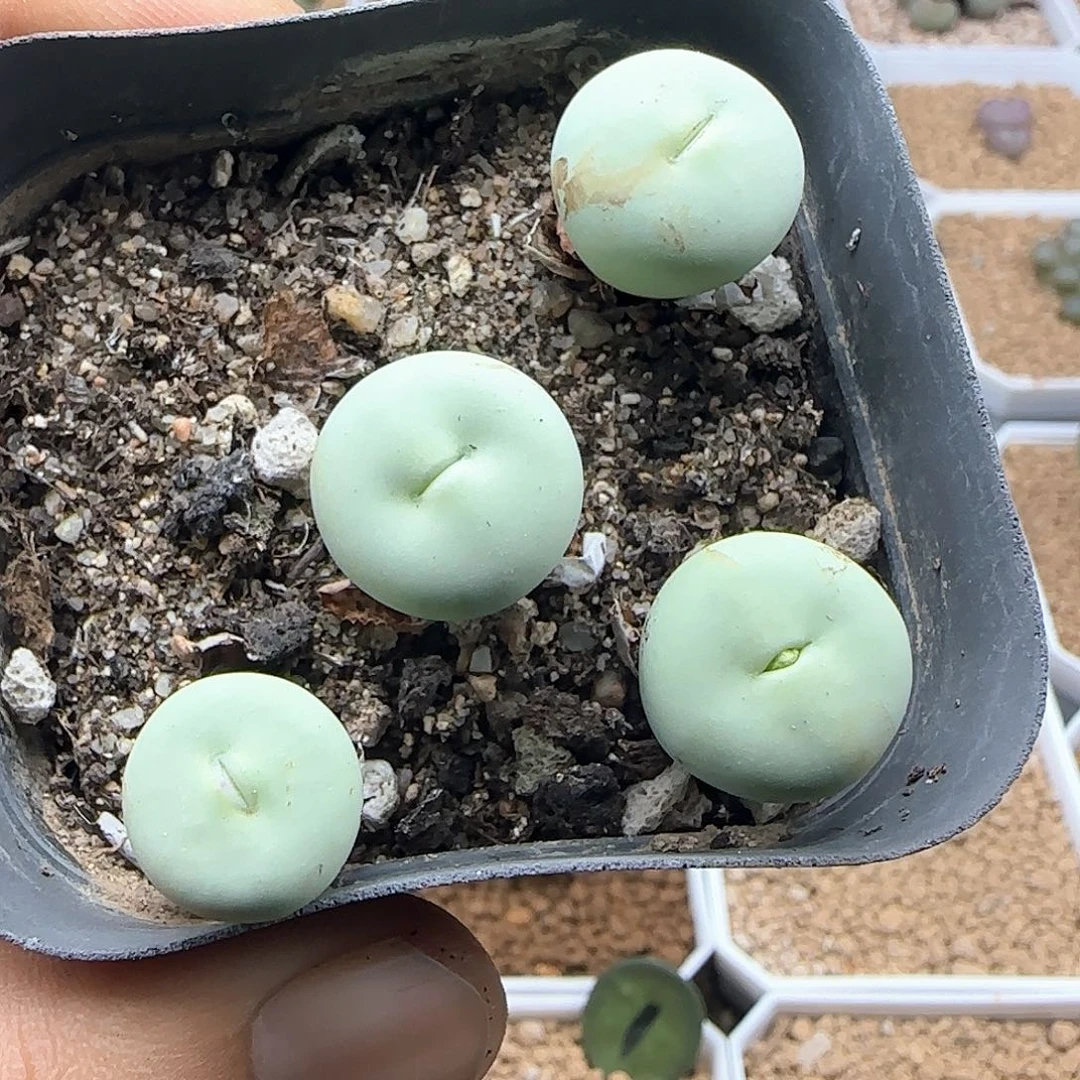 开播福利来啦47353