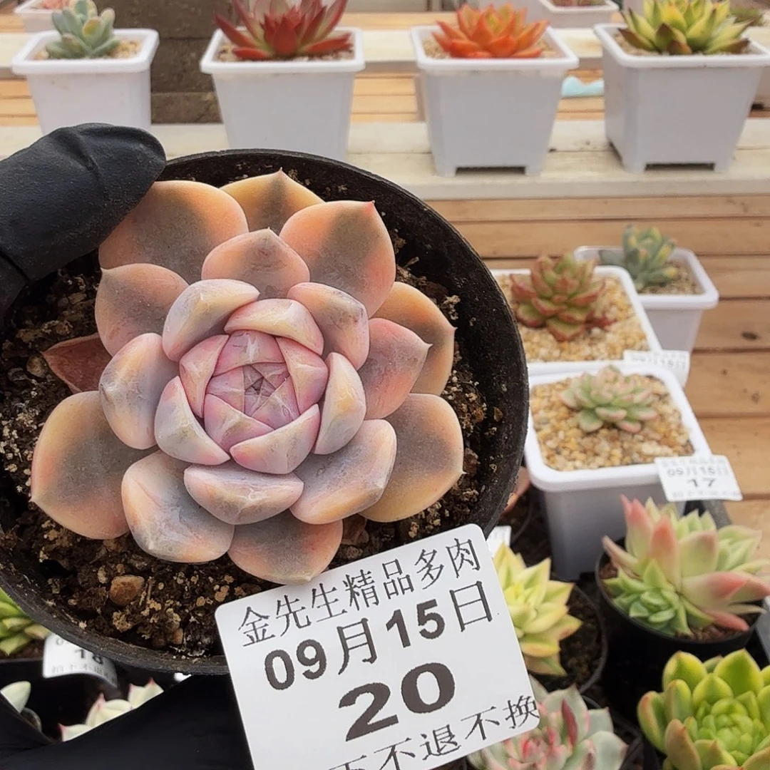 0915-20汉堡锦单头