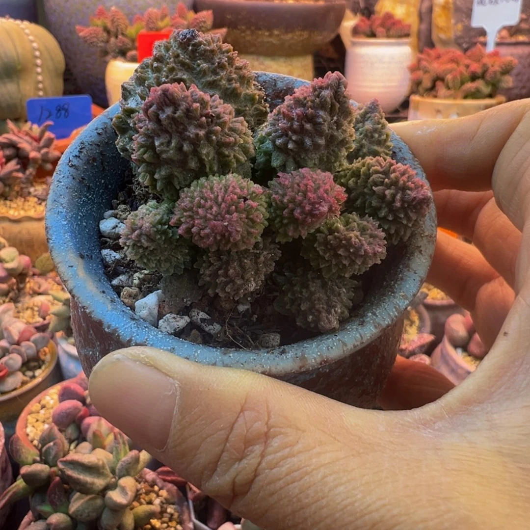 一物一拍，带盆发货，感谢支持