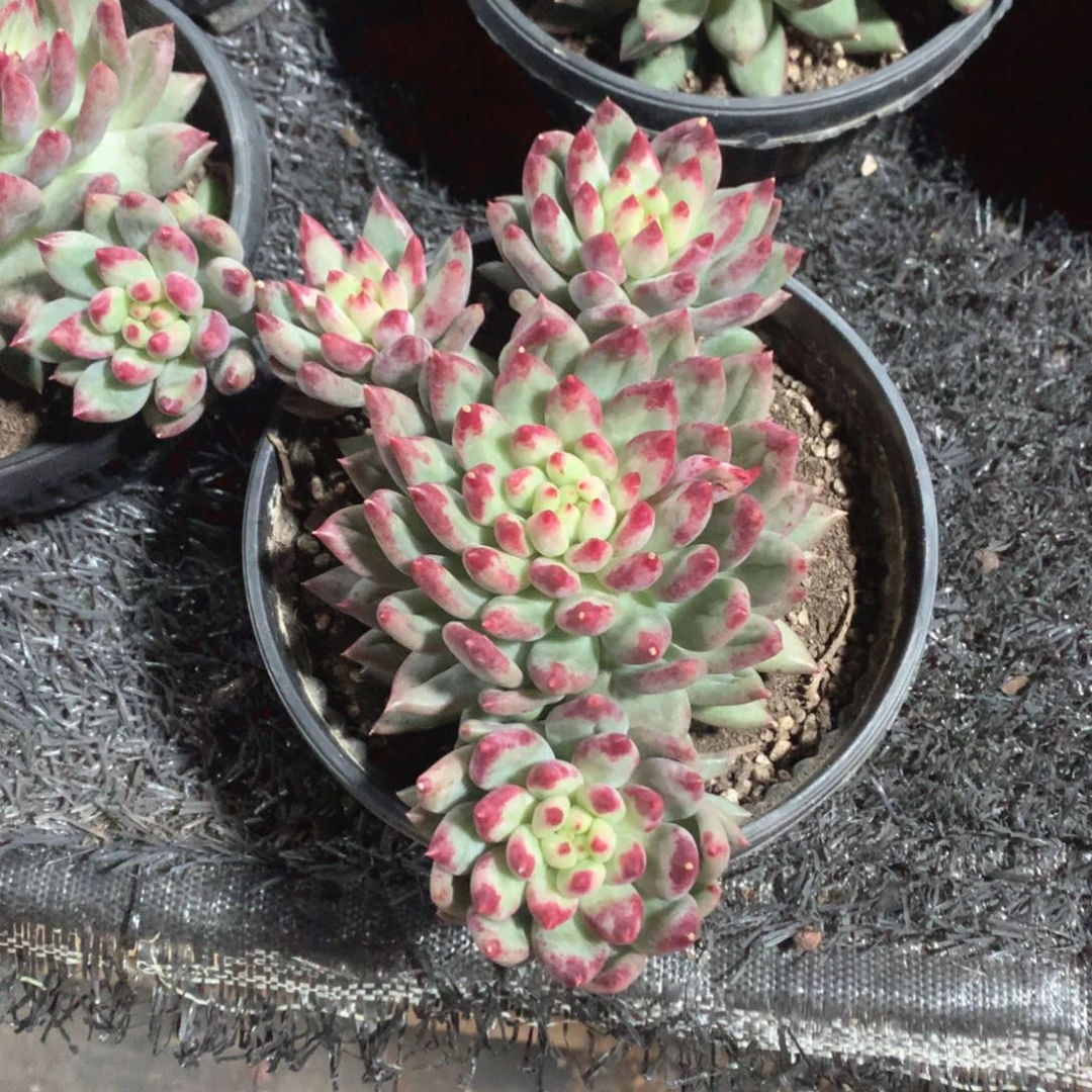多肉植物多肉植物