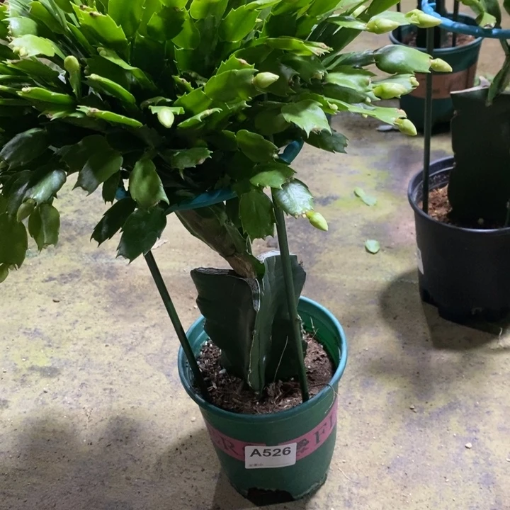 当前无花栽培后可以开花526雅思