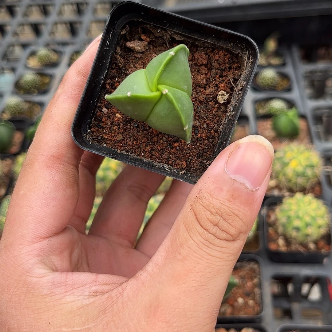 三角鸾凤玉单头发货有根