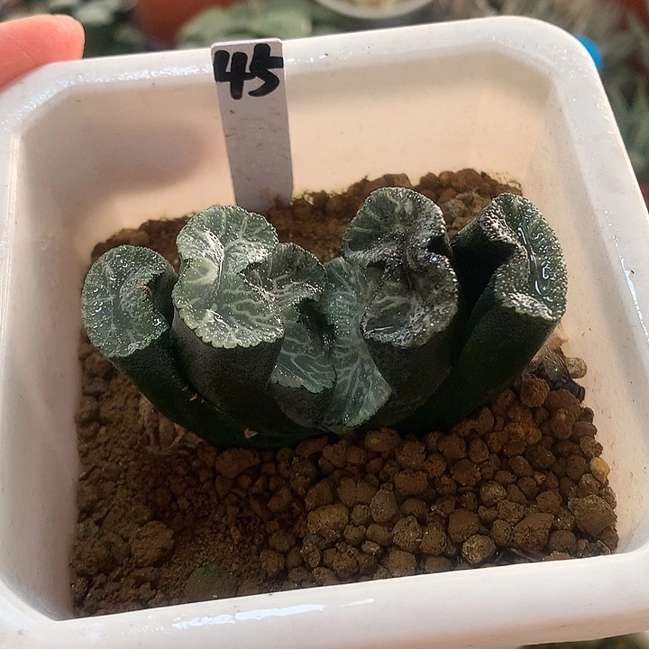 45号实生玉扇一物一拍