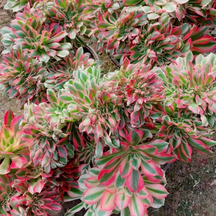 多肉植物组合803