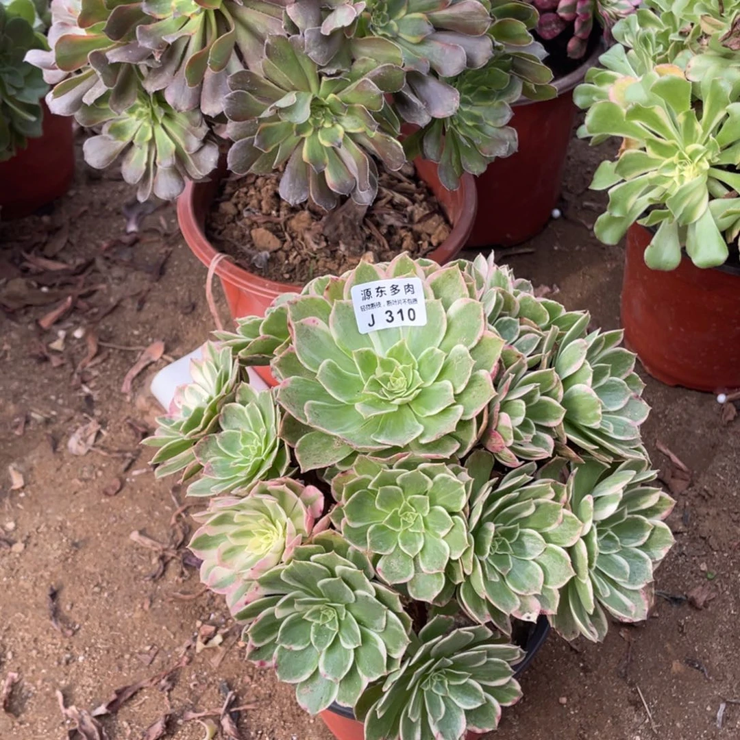 310万字多肉法师断枝不包