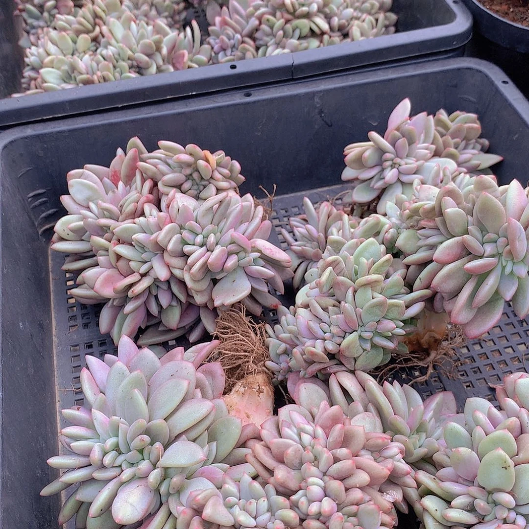 桃花源缀化457890000000