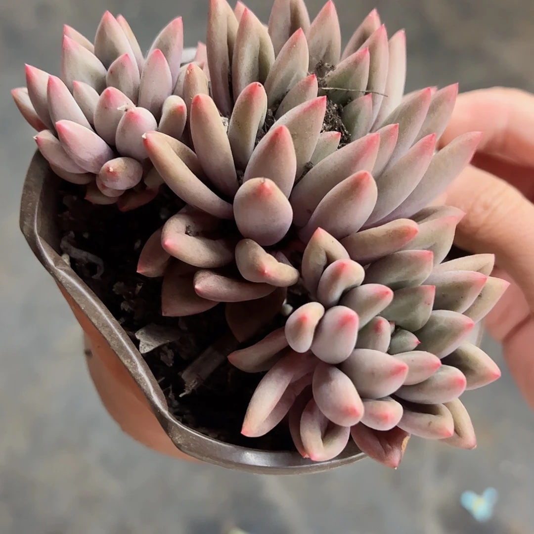 红蜻蜓双头起发精品