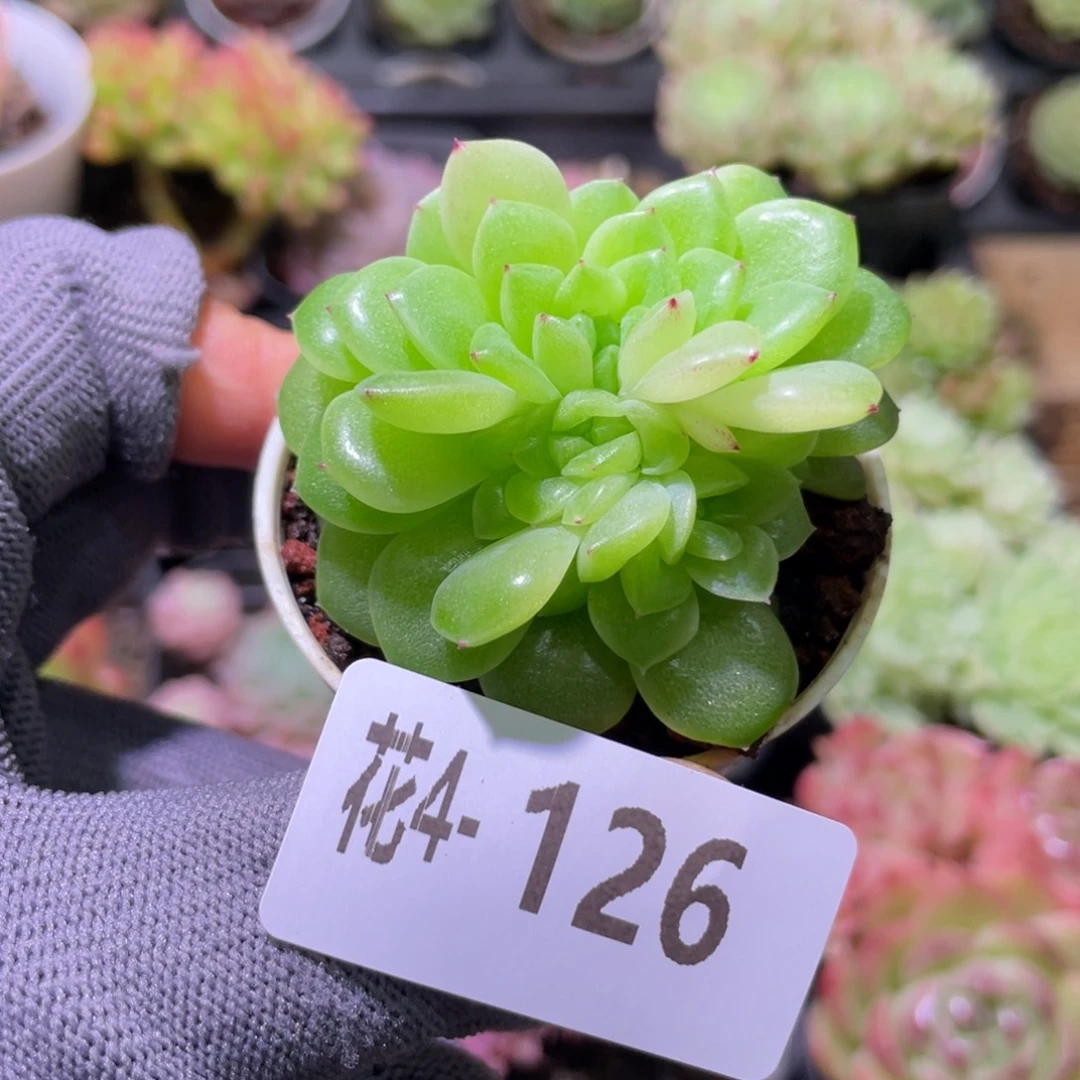 花利美 4-126麦秆