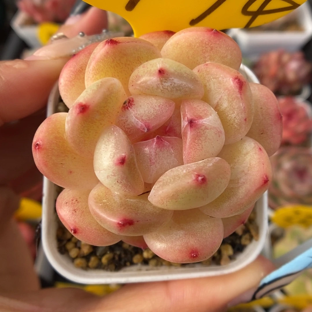 爱丽丝珍妮可拍974号。