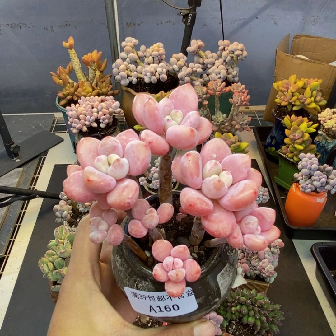 160樱花洛神多肉7cm