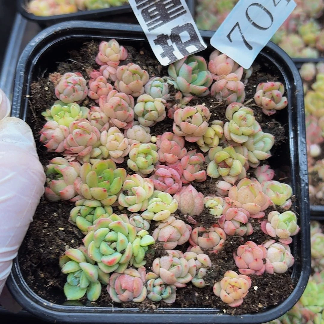 多肉植物多肉植物704量拍