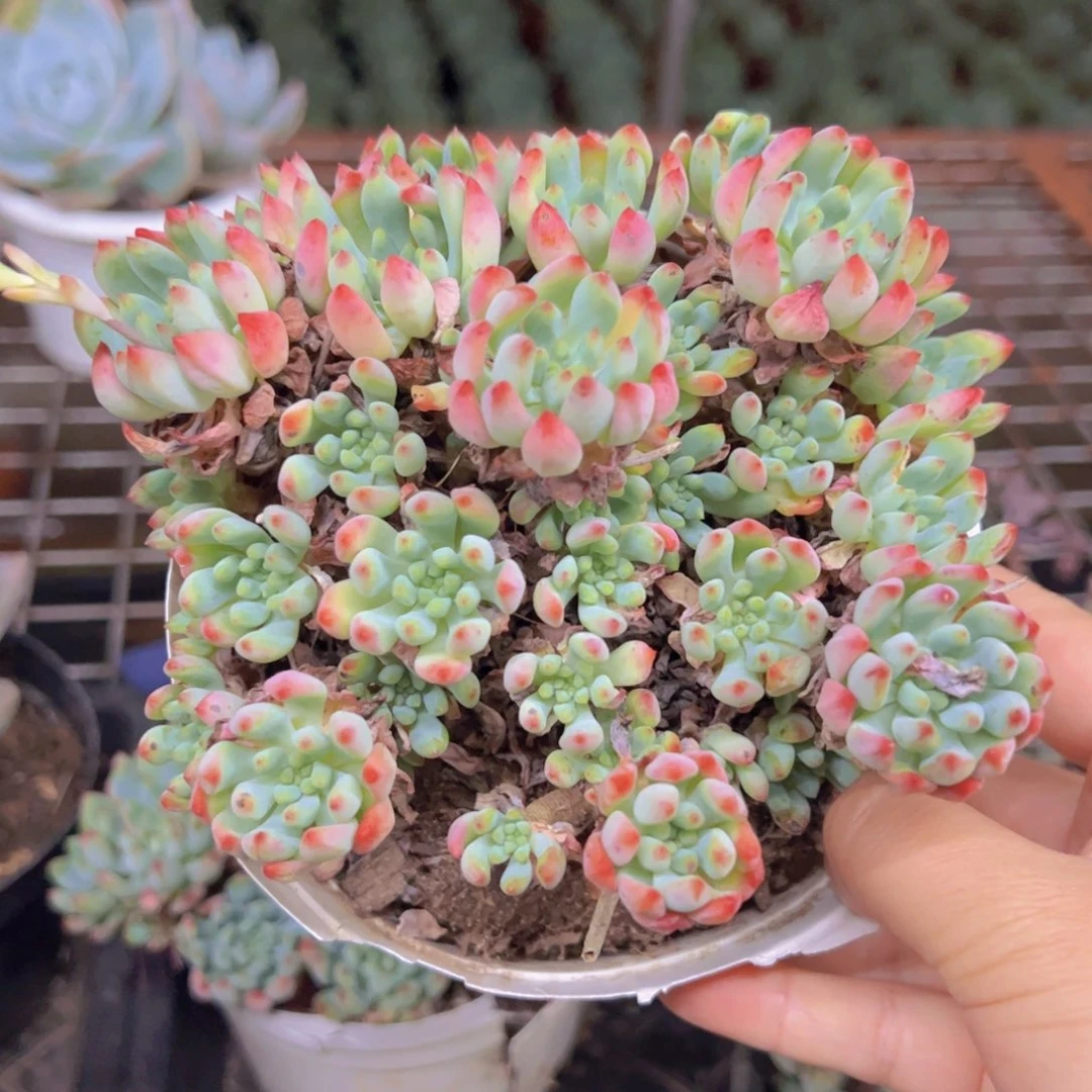 蓝苹果整装整群老桩