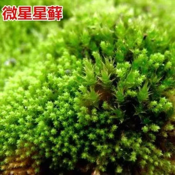 吸水石上水石苔藓粉孢子粉盆景青苔植物花草装饰微景观易养易活