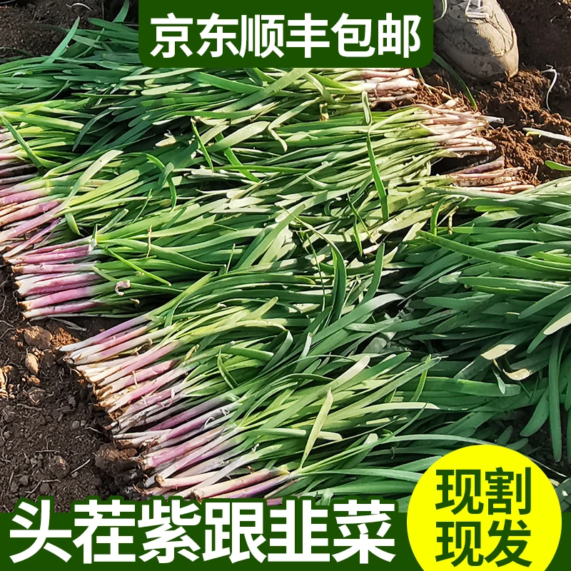 紫根头茬韭菜烟台3-5斤现割头刀新鲜茴香鲜美生态农家饺子