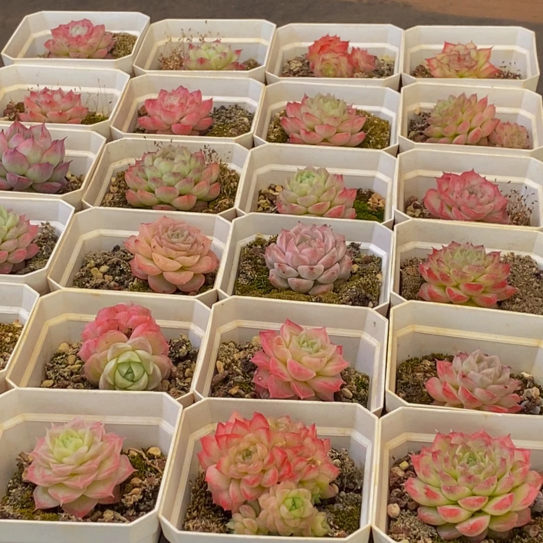 269多肉植物保护研究所所长的介绍