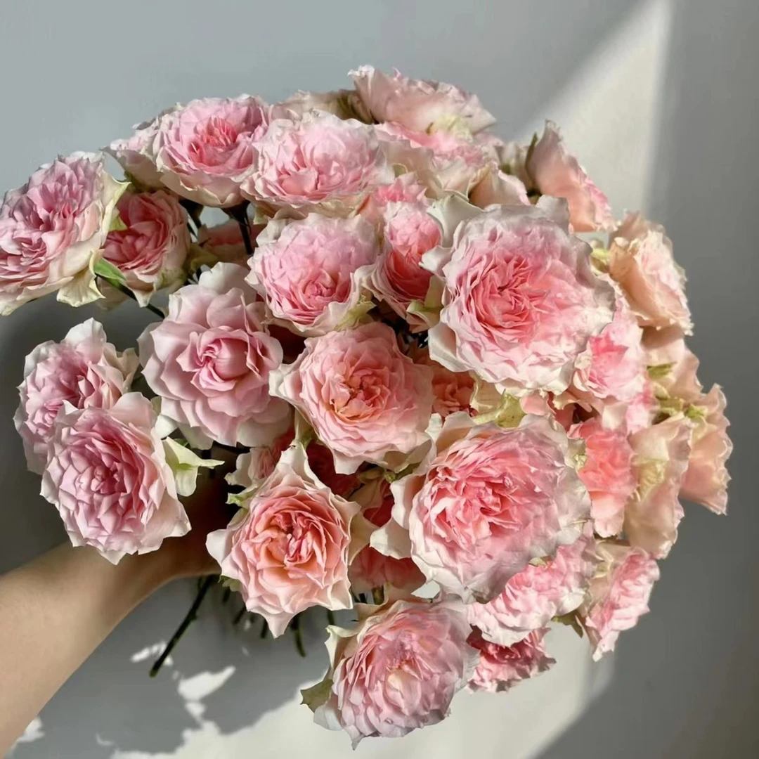 邵掌柜【情迷罗拉】多头玫瑰 云南高品质鲜切花，品质优选 顺丰发货