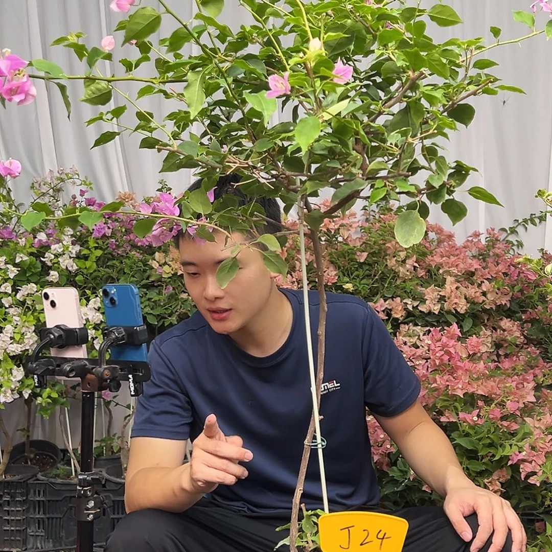 D***z当前无花栽培后可以开花J24粉可爱