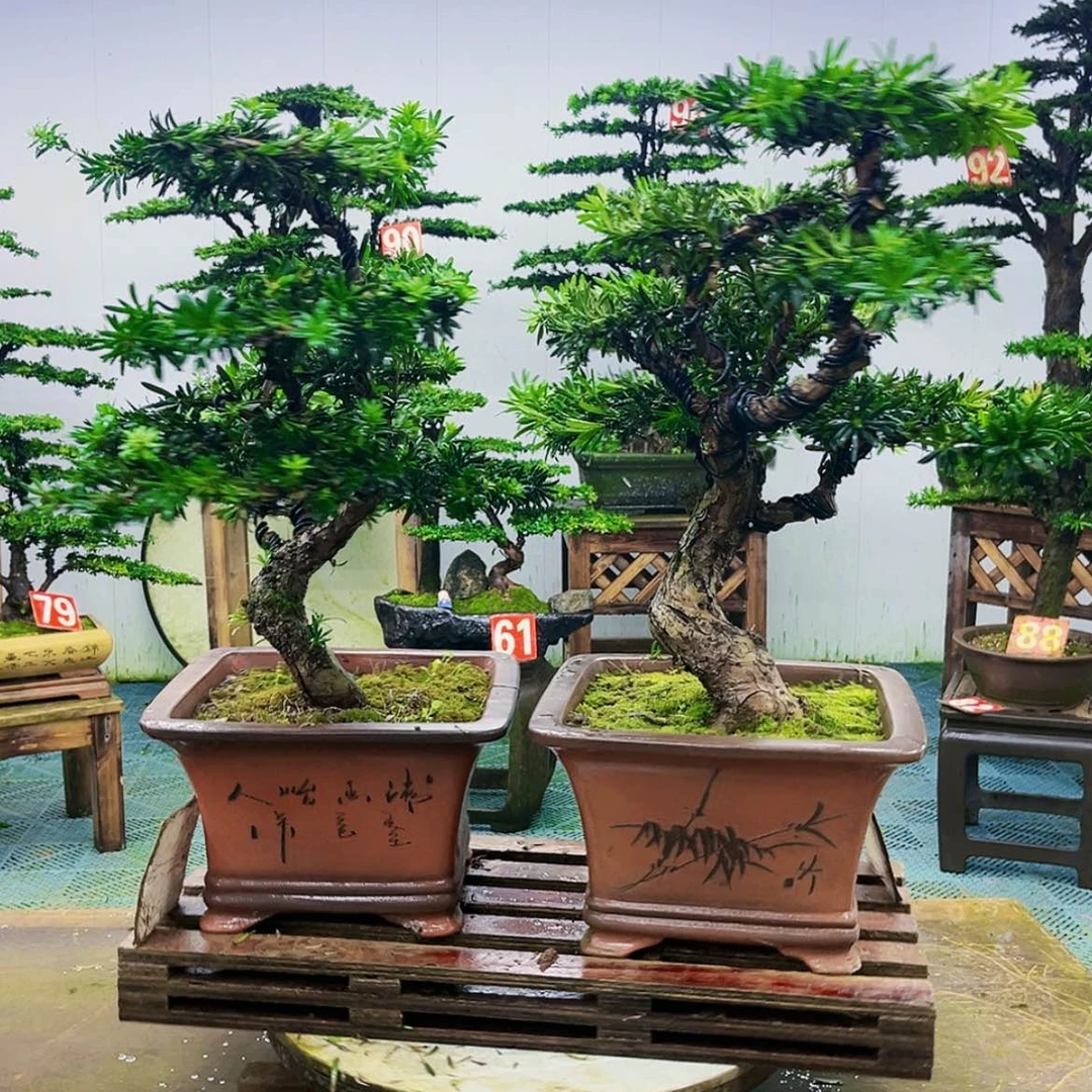 【闪购商品】无花朵