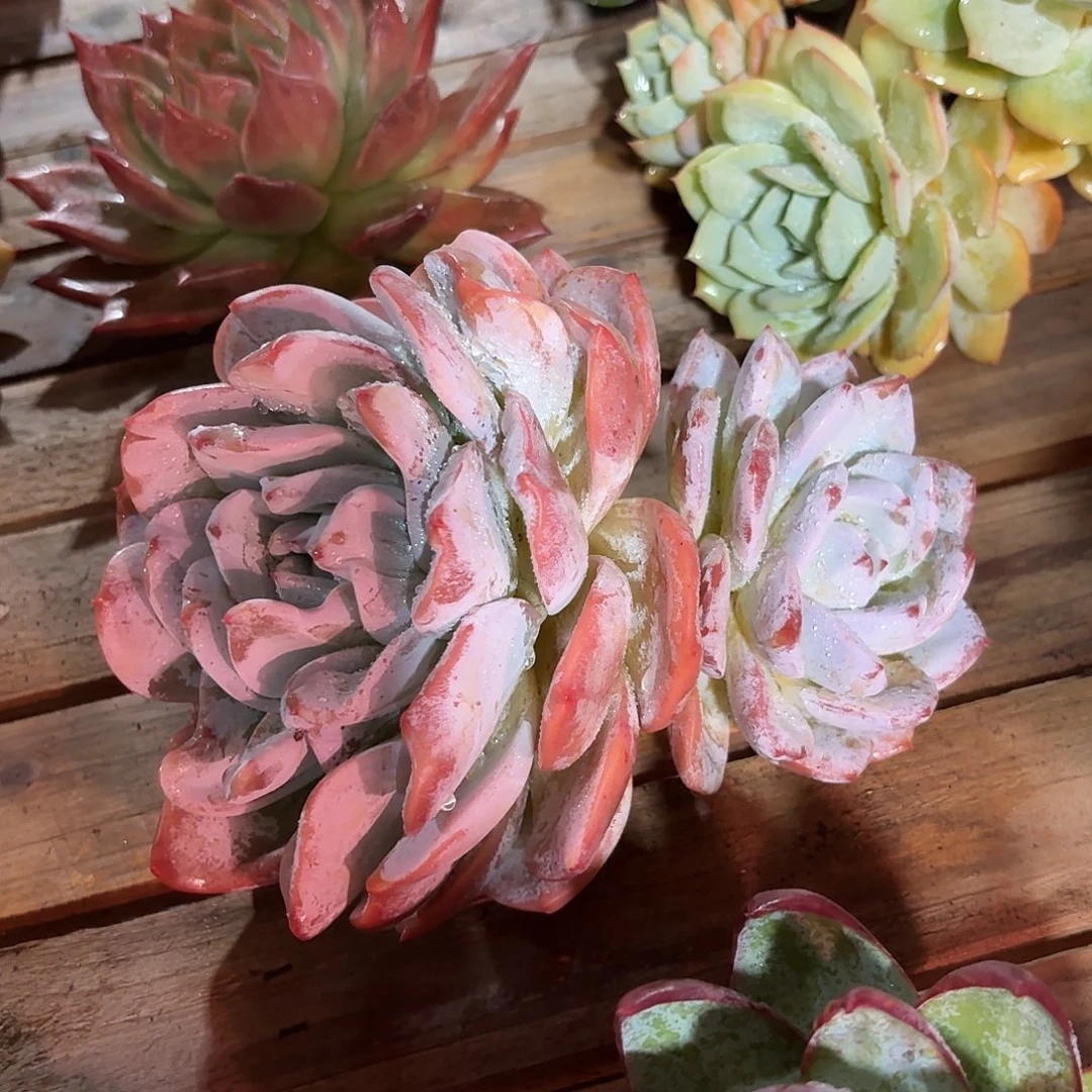 嫦娥双头多肉多肉多肉多肉