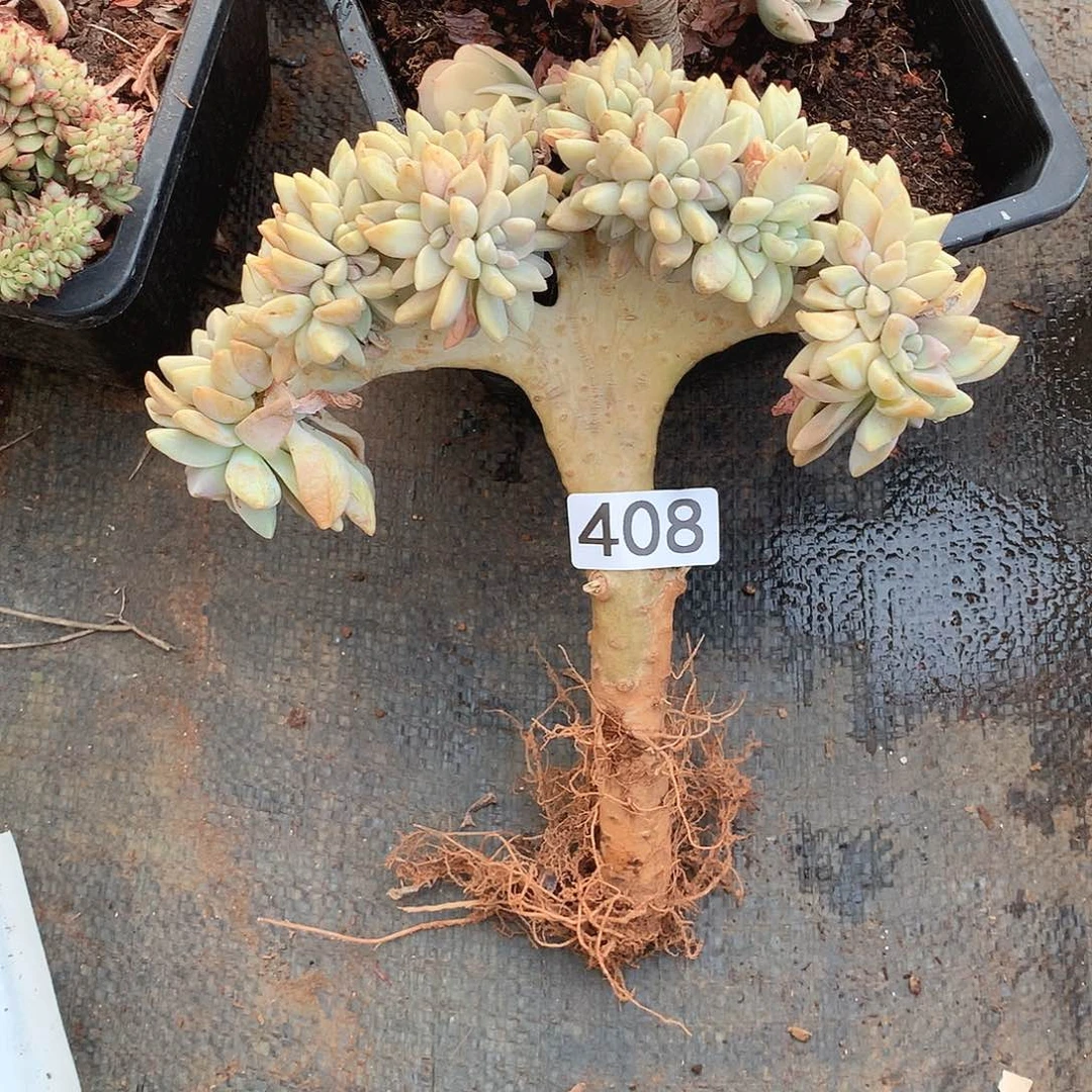 408淡雪缀 一物一拍多肉