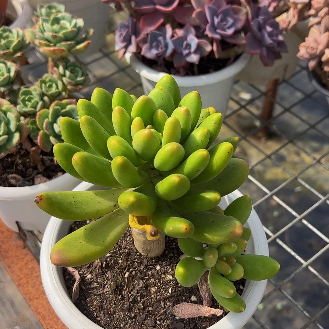 金蝉大单头精品特价