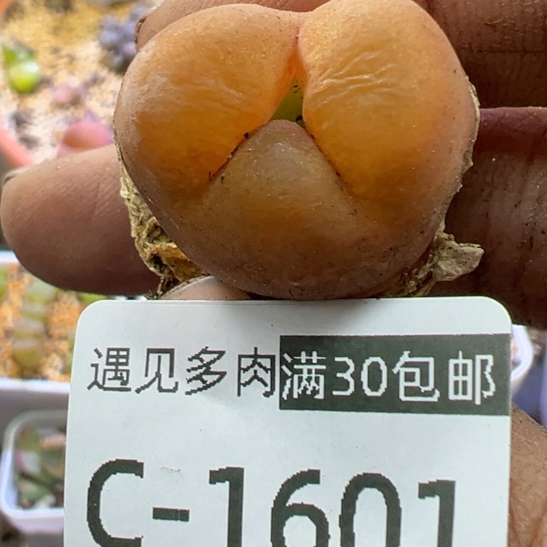 多肉植物11111111111