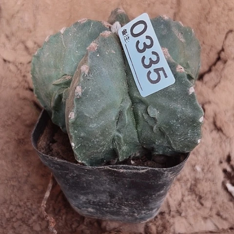 鸾凤玉自根超值套装335