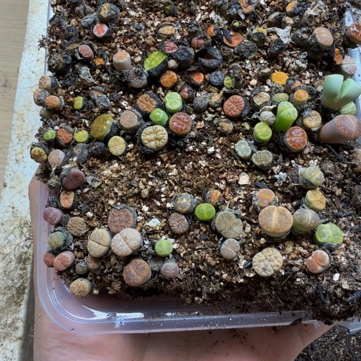 m***o多肉植物的生长发育212