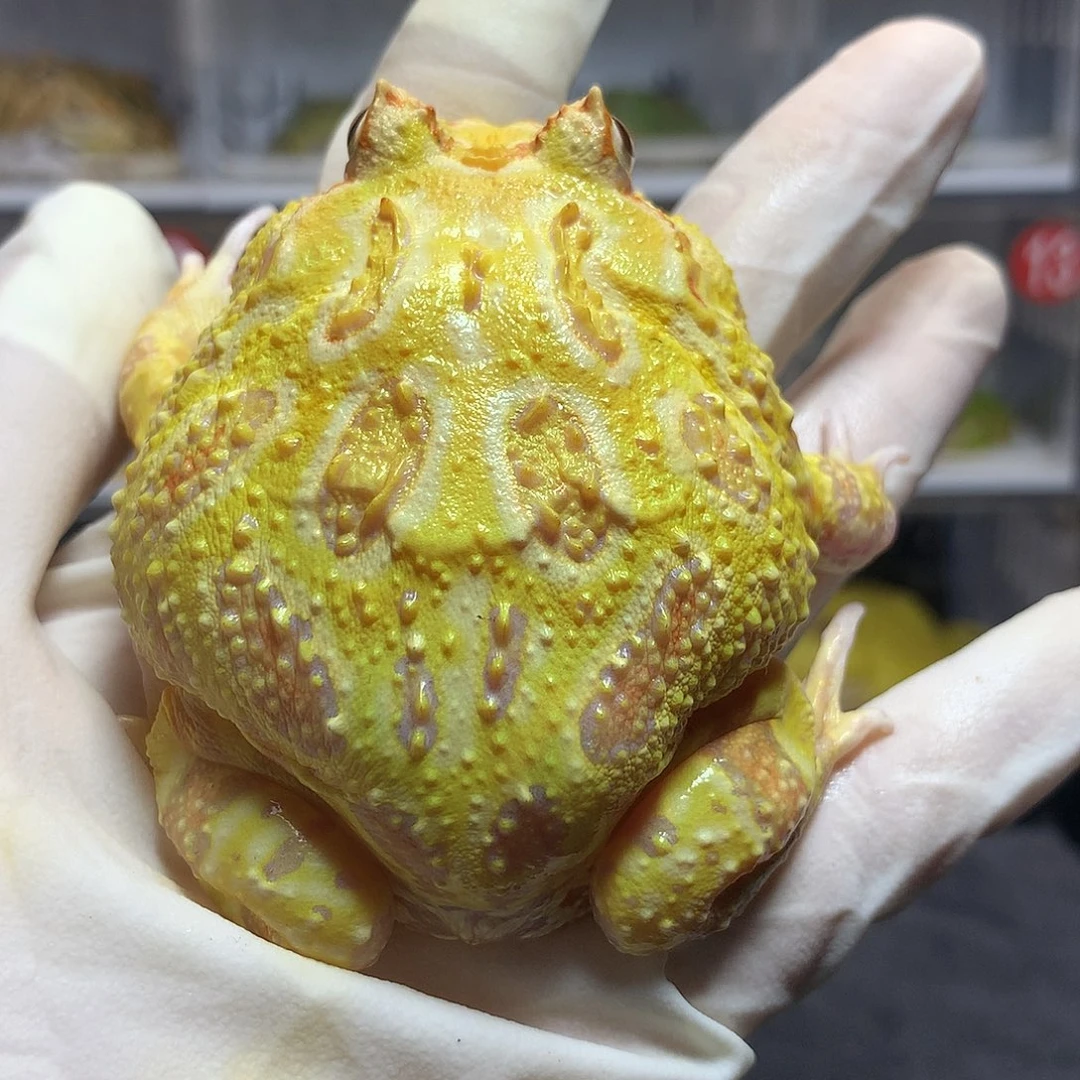 角蛙3181 大黄金角蛙