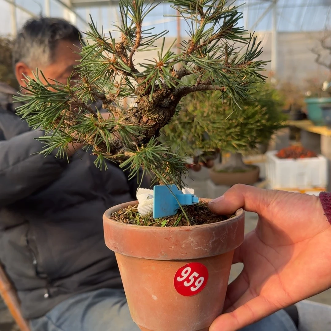 一***泪无花朵959顺丰到付不包邮松