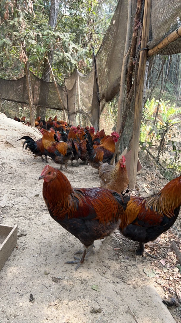 广西大新瑶鸡(两只发货)