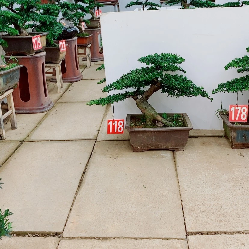 【闪购商品】罗汉松