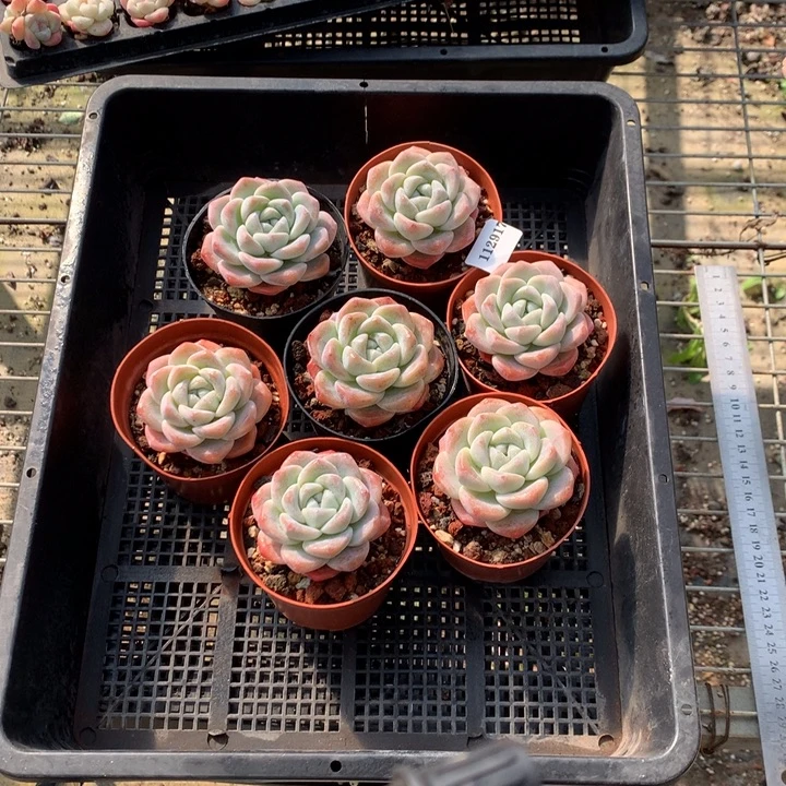 112917七个冰玉嗯嗯嗯嗯嗯嗯嗯好喜欢