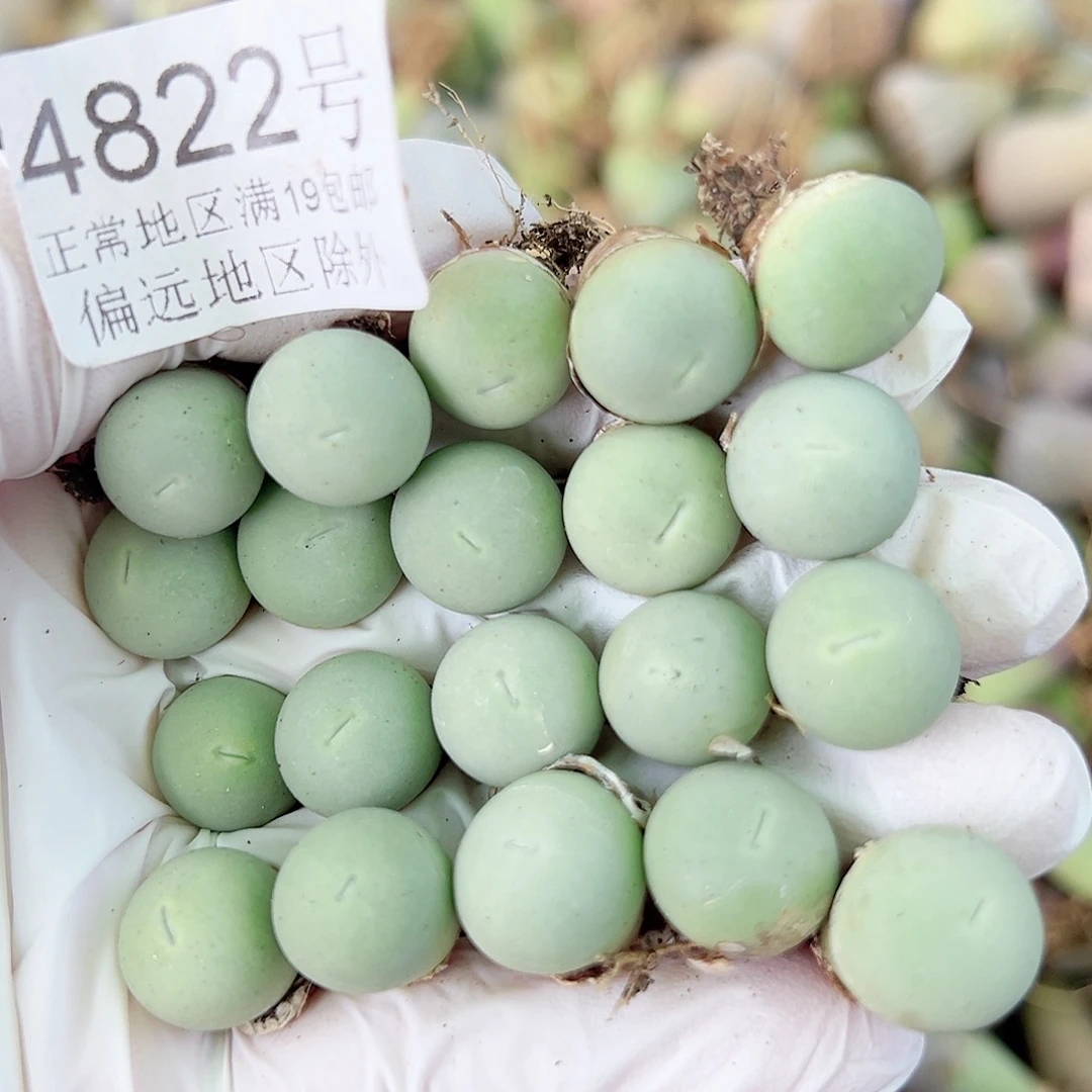 4822两年鸽子蛋20个1cm左右比较小特价处理了