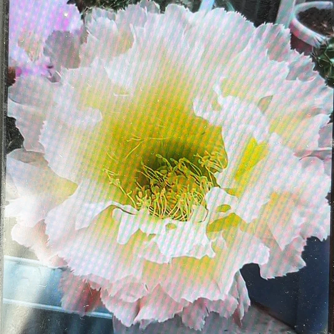 白可可彩带根仙人球小