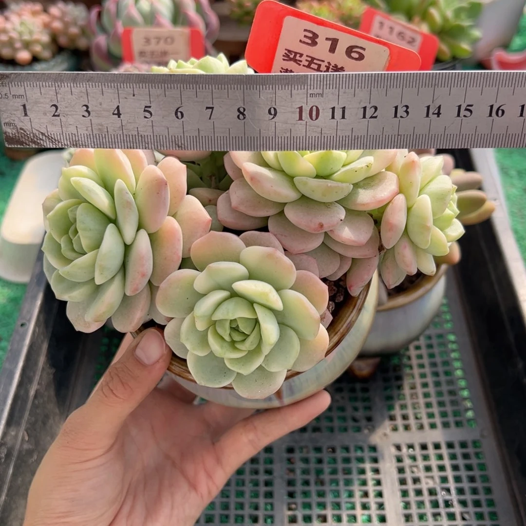 表妹精品多肉植物316.