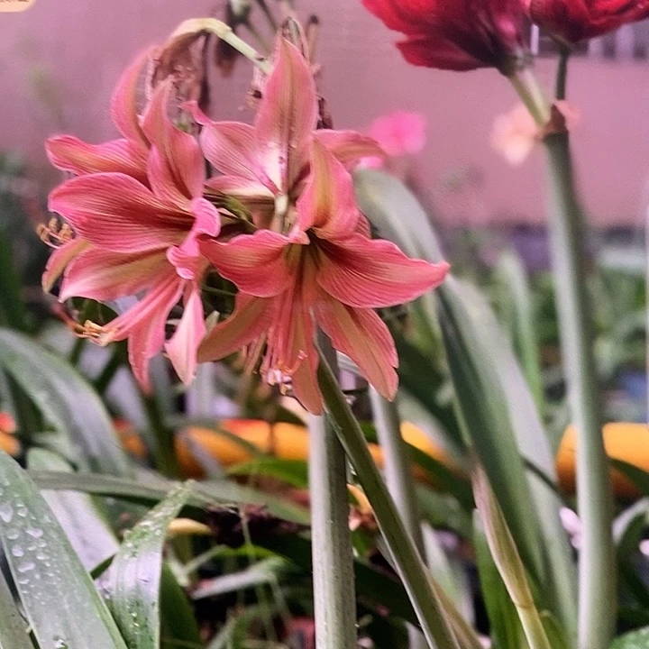 鲑鱼发带3厘米朱顶红